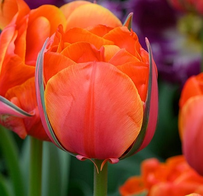 Queensday Tulip Bulbs