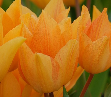 Praestans Shogun Tulip Bulbs