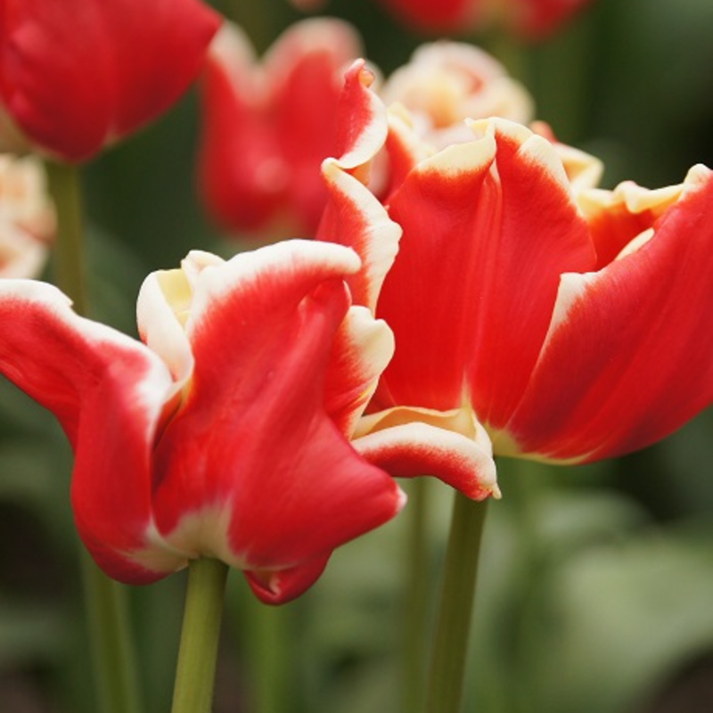 Elegant Crown Tulip Bulbs