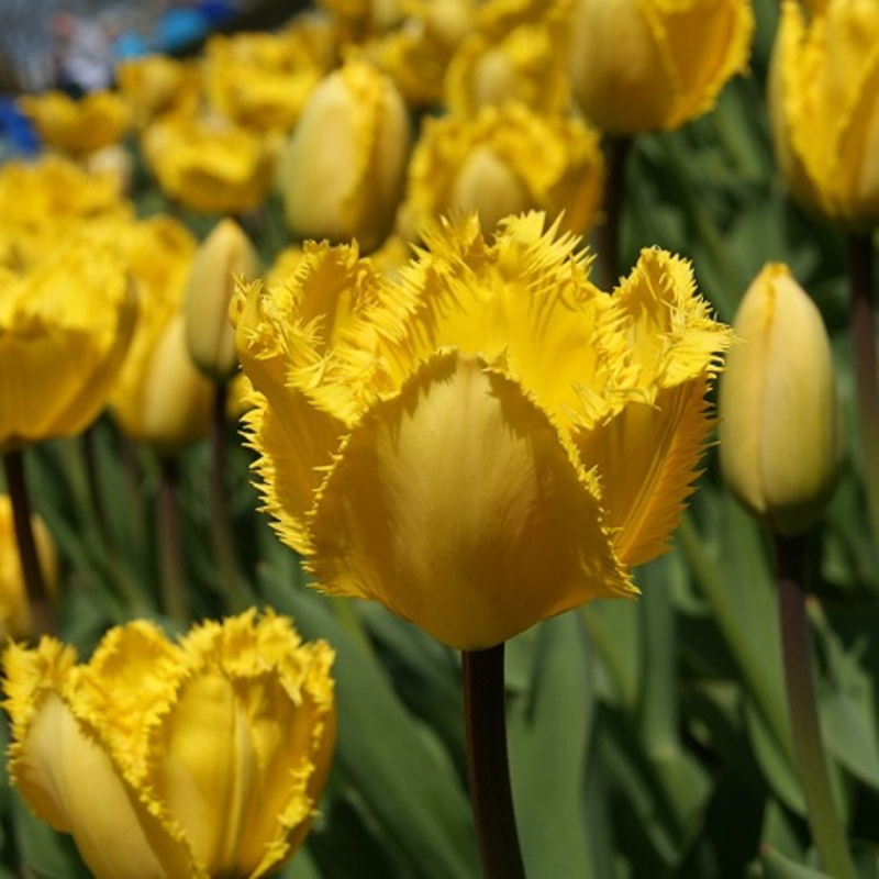 Crystal Star Tulip Bulbs