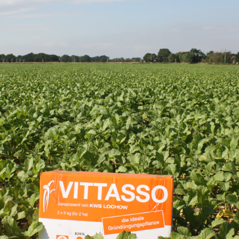 Brown Mustard Game Cover - Vittasso Seed