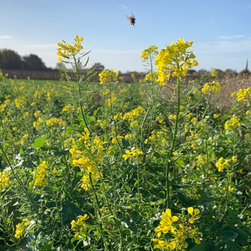 White Mustard Seed (Sinapsis alba)