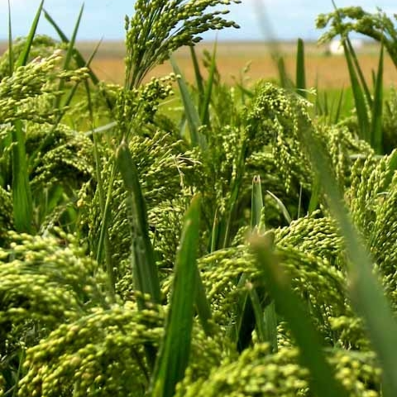 White Millet Seed