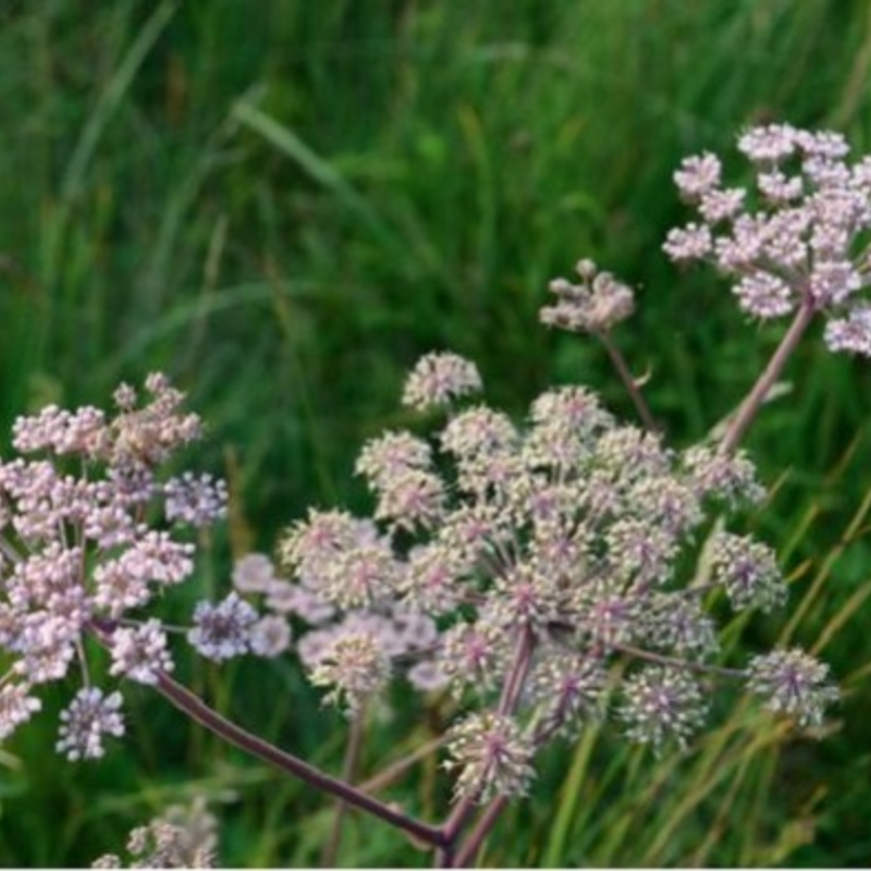 Angelica, Wild (Angelica sylvestris) Plant