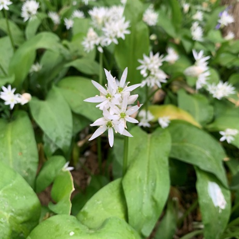 BS Wild Garlic - Ramsons 'In The Green' (Allium ursinum)