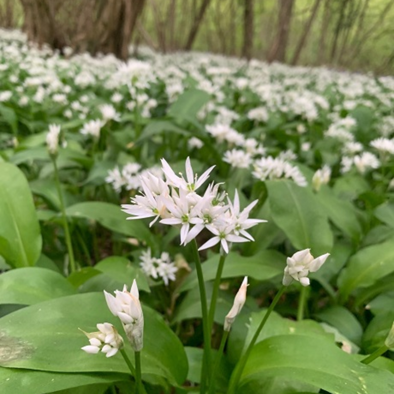 BS Wild Garlic Bulbs (Allium ursinum)