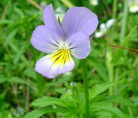 Pansy, Wild (Viola tricolor)