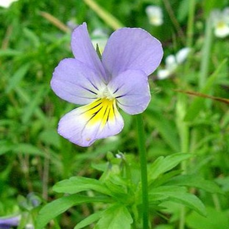 Pansy, Wild (Viola tricolor)