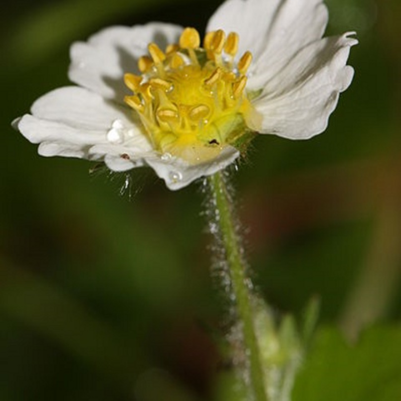 Strawberry, Wild (Fragaria vesca) Seeds