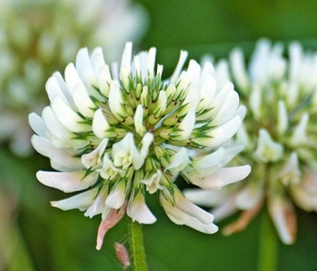 Clover, Wild White (Trifolium repens) Plant