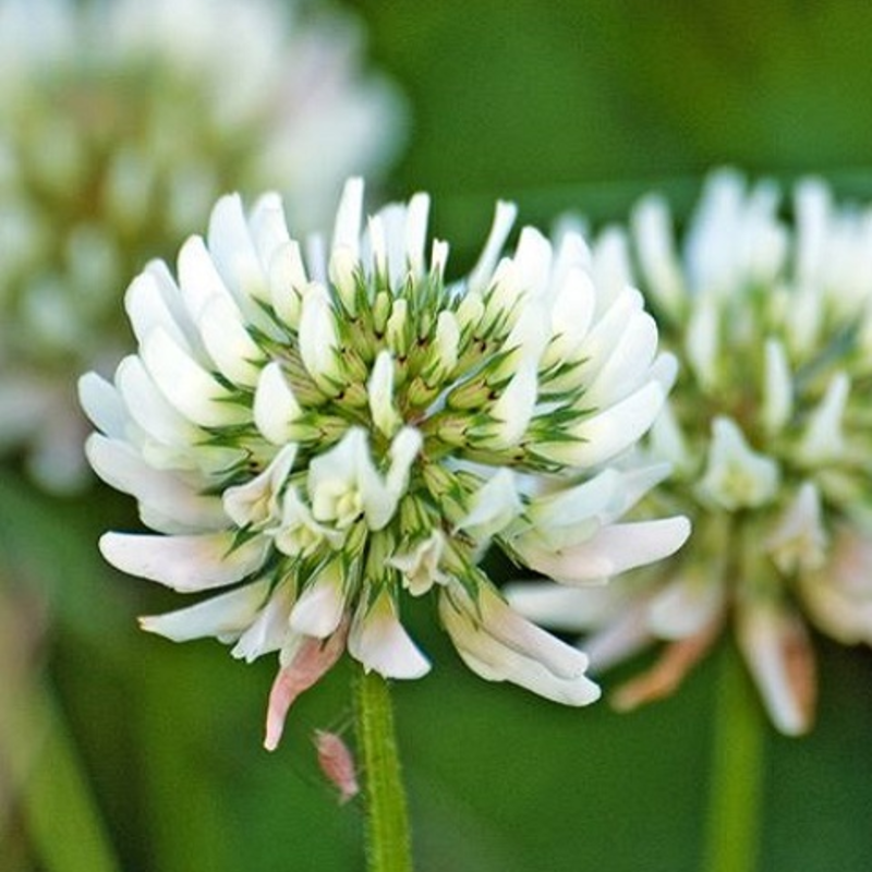 Clover, Wild White (Trifolium repens) Plant