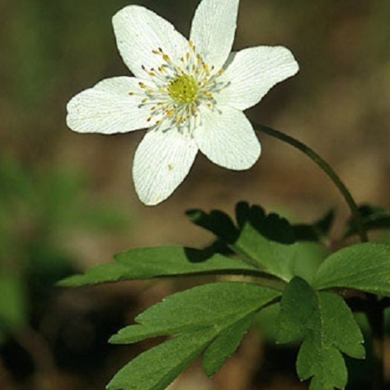 BS Wood Anemone Rhizomes (Anemone nemorosa)