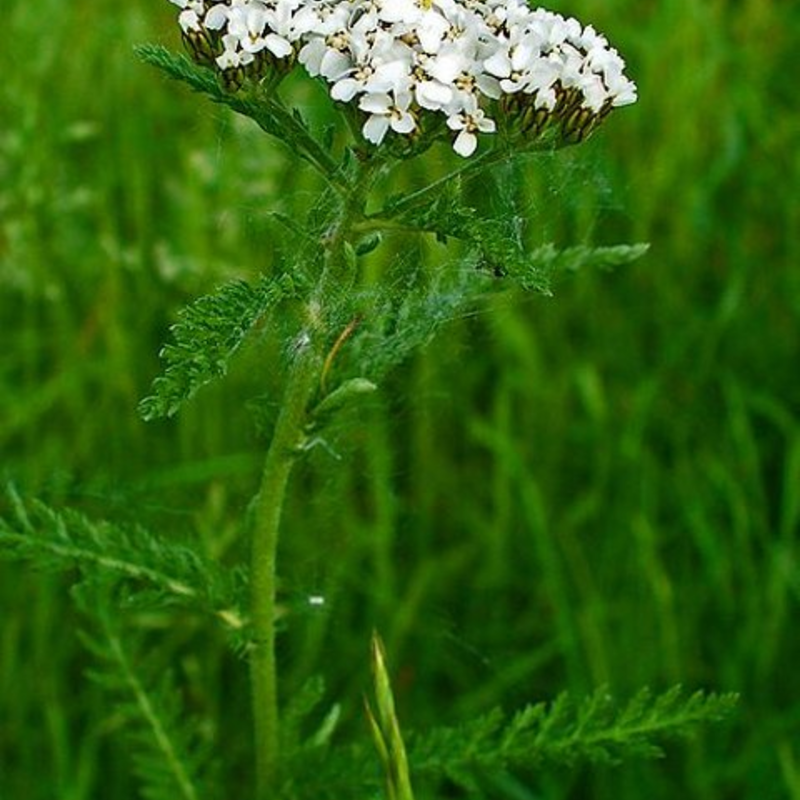 Yarrow (Agricultural)