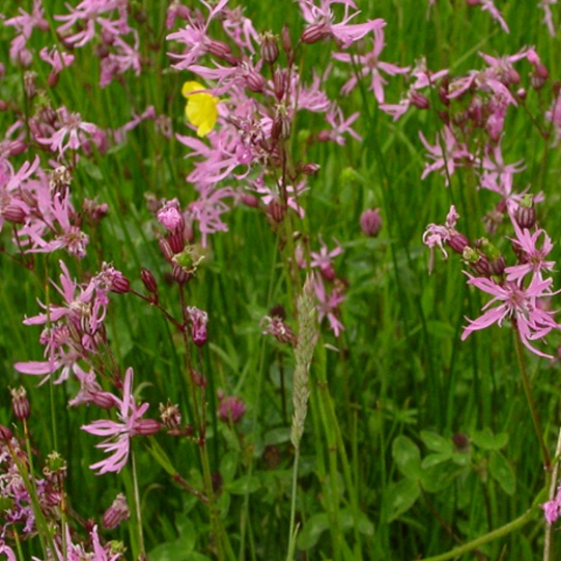 BS11M: Acidic Soils Wildflower Meadow Seeds