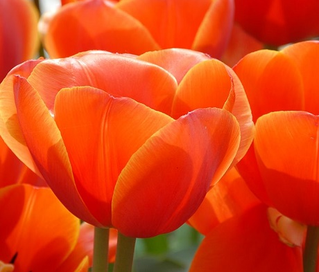 Ad Rem Tulip Bulbs