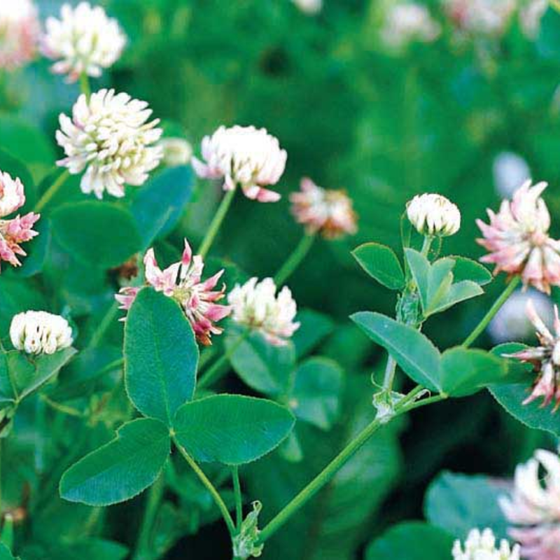 Alsike Clover Seed