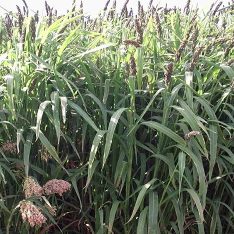 Ambush Millet Mix