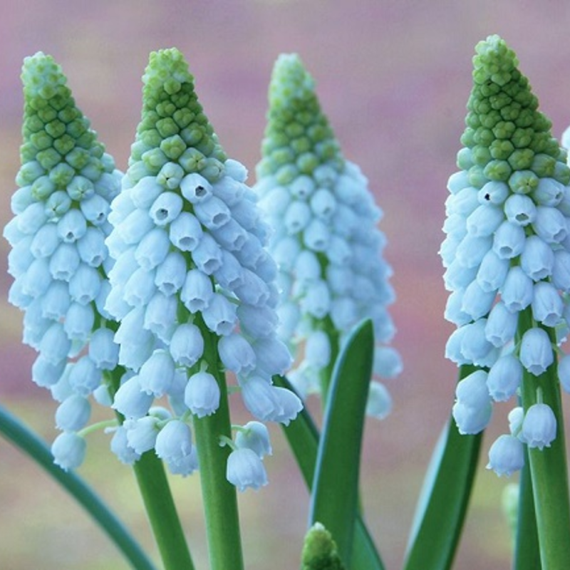 Baby's Breath Muscari Bulbs