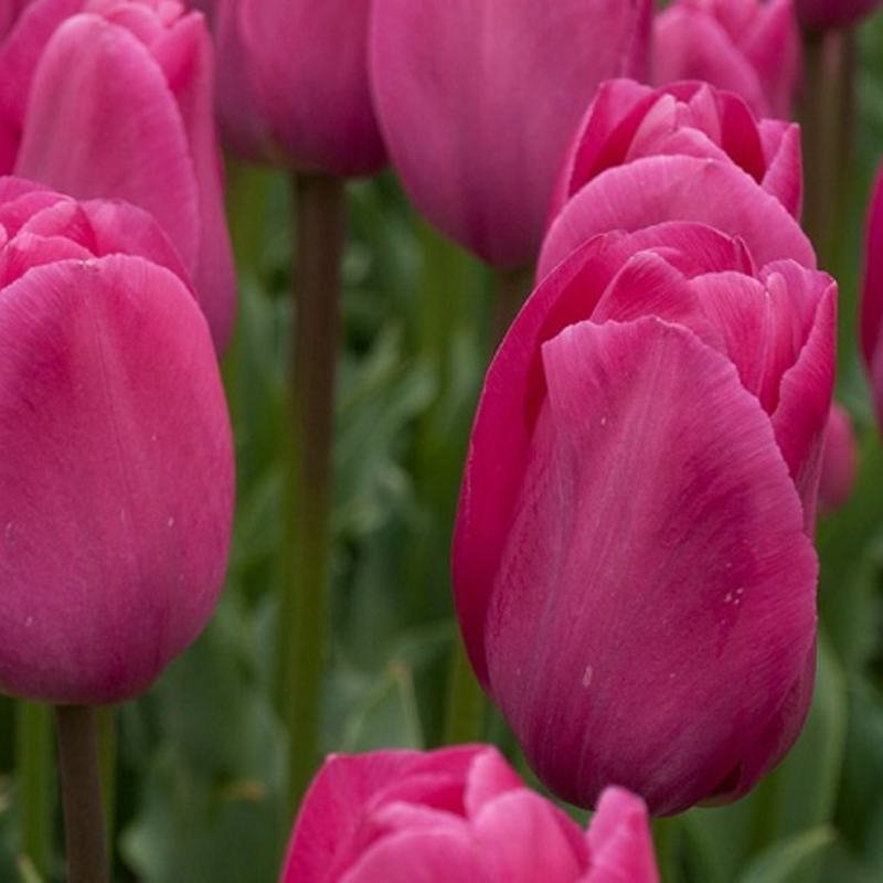 Barcelona Tulip Bulbs