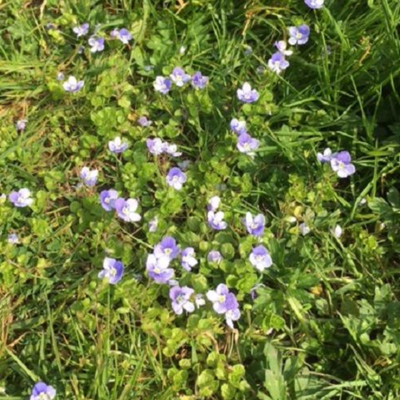 Speedwell, Birdseye (Veronica chamaedrys) Plant - Boston Seeds