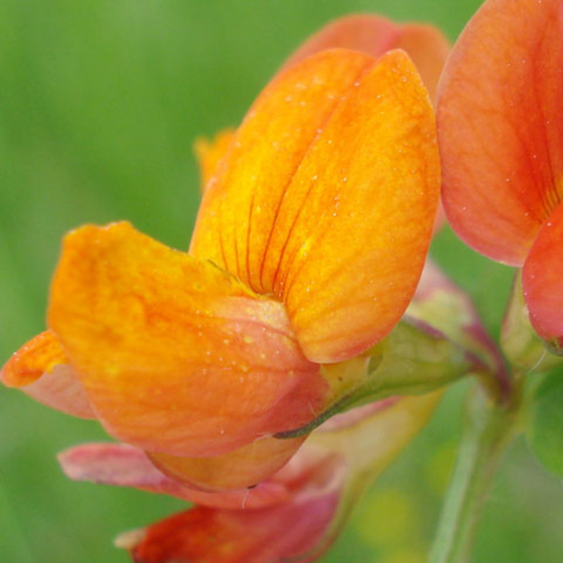 Trefoil, Bird's-foot (Lotus corniculatus) Plant