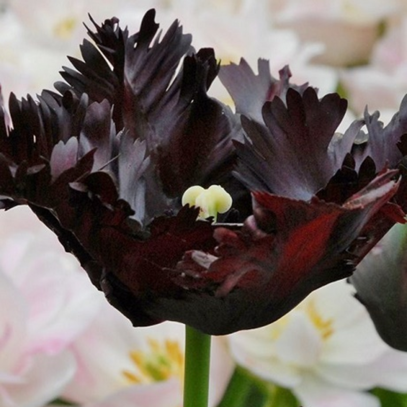 Black Parrot Tulip Bulbs - Bulk Buy