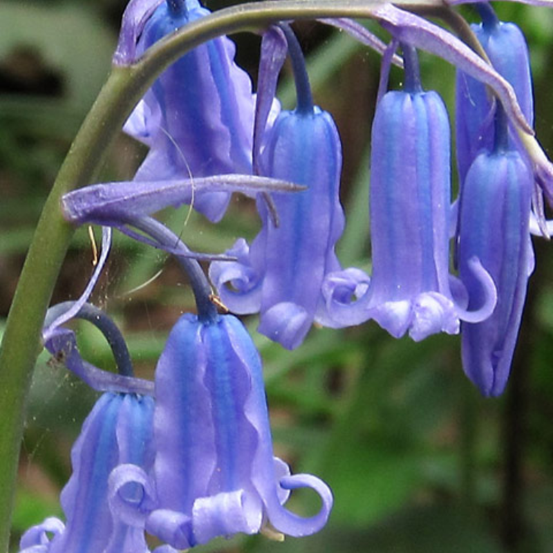 BS Bluebell Bulbs 'In The Green' (Hyacinthoides non-scripta)