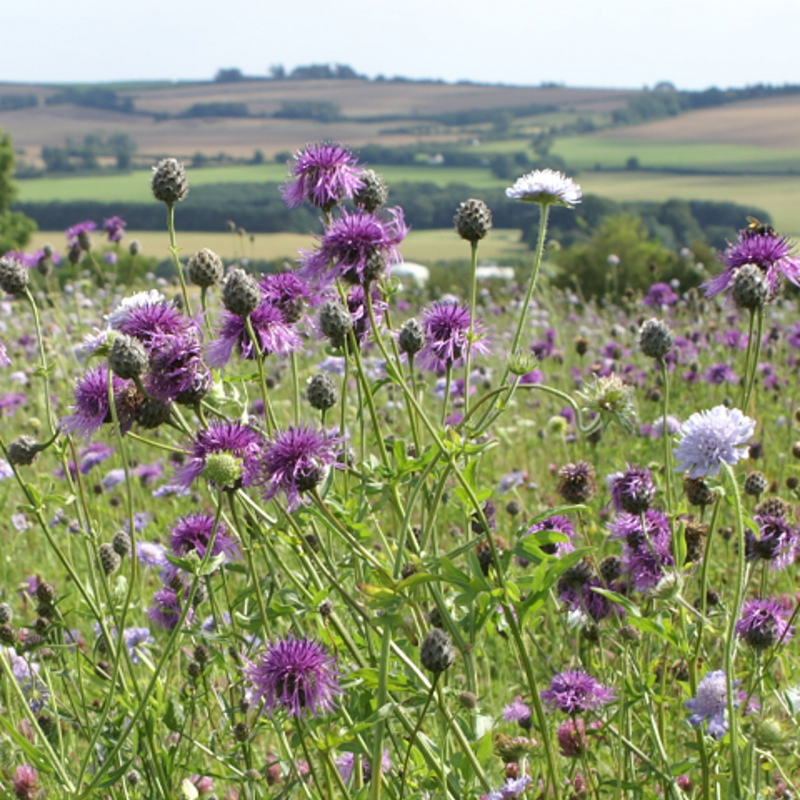 BS5P 100%: Heavy Clay Soils Wildflower Seeds