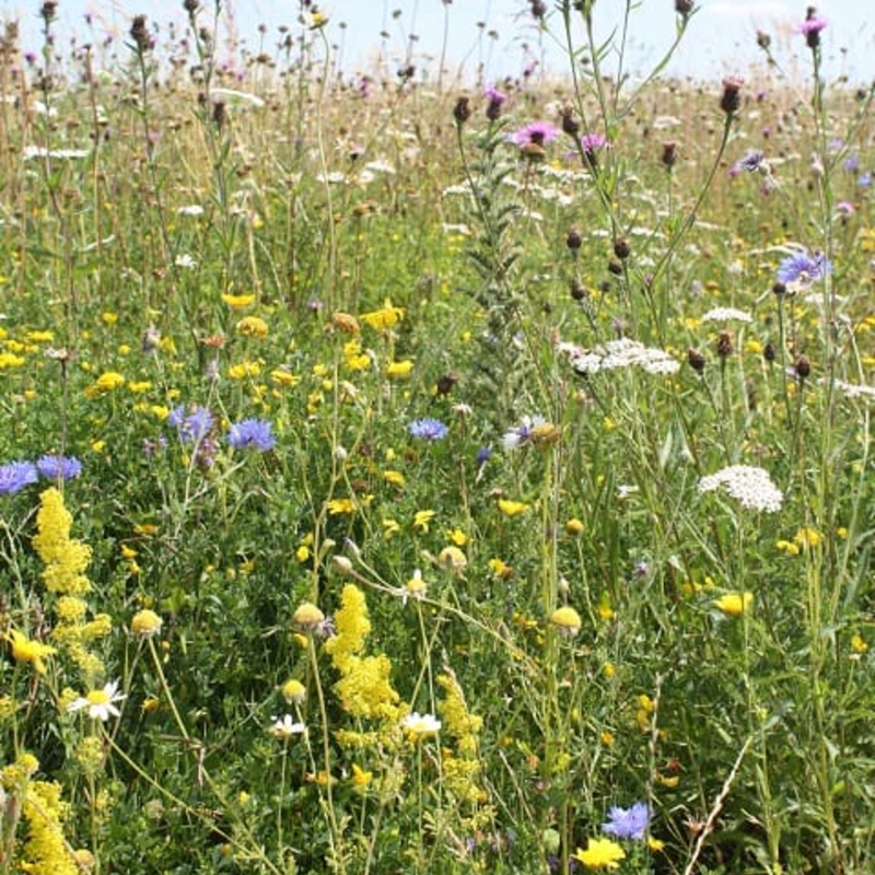 Annual and Perennial Wildflower and Grass Seed