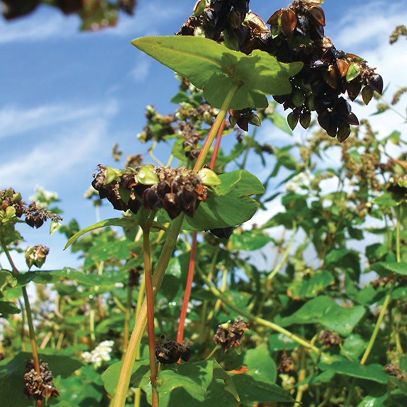 Buckwheat Seed (Fagopyrum esculentum)