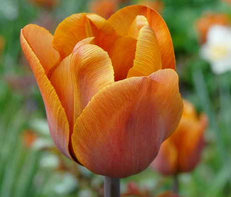 Cairo Tulip Bulbs