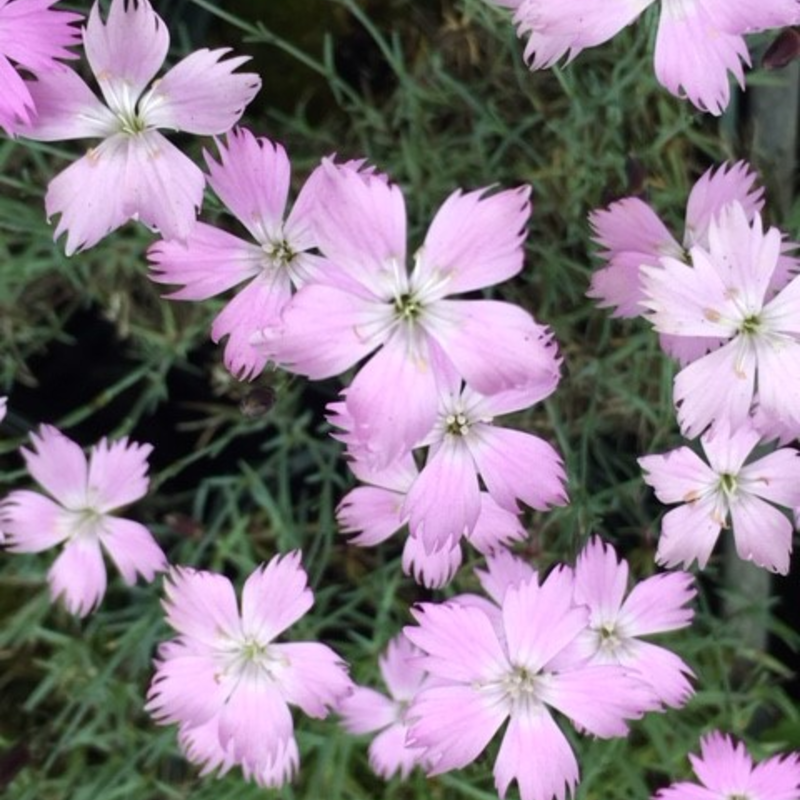 Cheddar Pink (Dianthus Gratianopolitanus) Plant