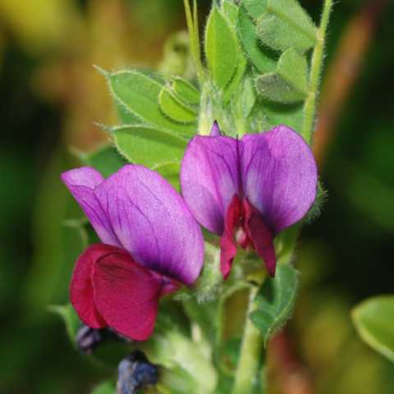 Vetch, Common (Vicia sativa) Seeds