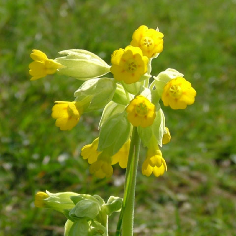 Cowslip (Primula veris) Plant