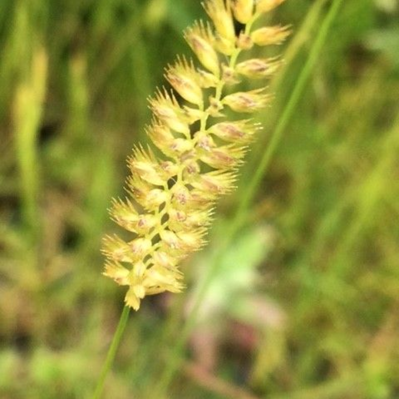 Crested Dogstail (Cysnosurus cristatus) Plant