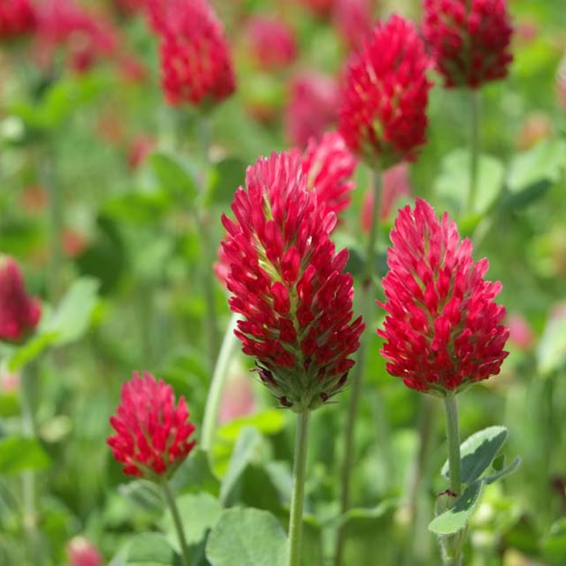 Crimson Clover Seed (Trifolium incarnatum)