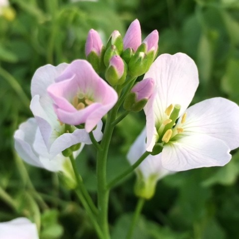 Cuckoo Flower (Cardamine Pratensis) Plant