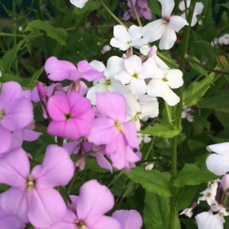 Dames Violet (Hesperis Matronalis) Plant