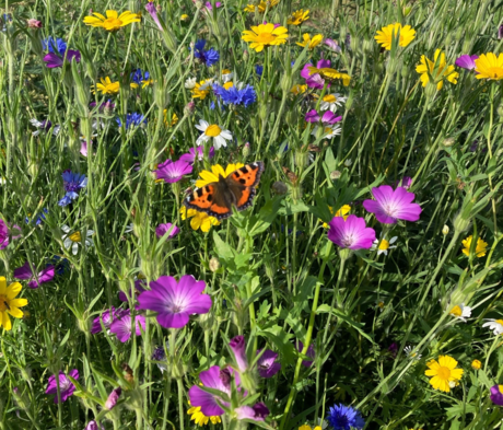 BSBP 100%: Bees and Butterfly Wildflower Seeds