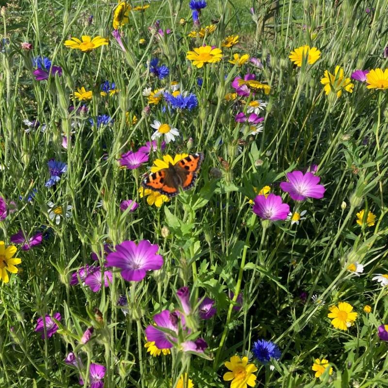 BSBP 100%: Bees and Butterfly Wildflower Seeds