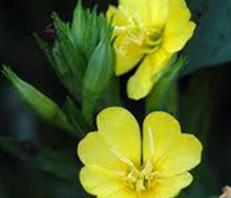Evening-primrose (Oenothera biennis) Seeds
