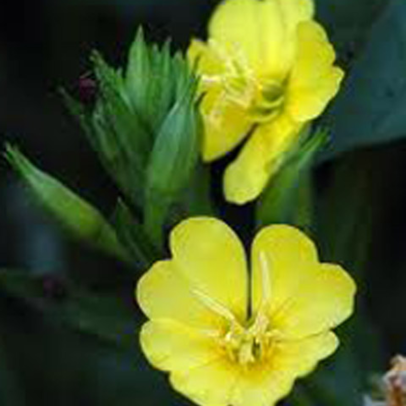 Evening-primrose (Oenothera biennis) Seeds