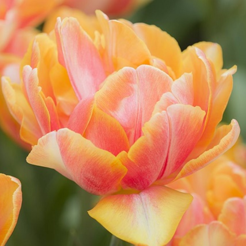 Foxy Foxtrot Tulip Bulbs