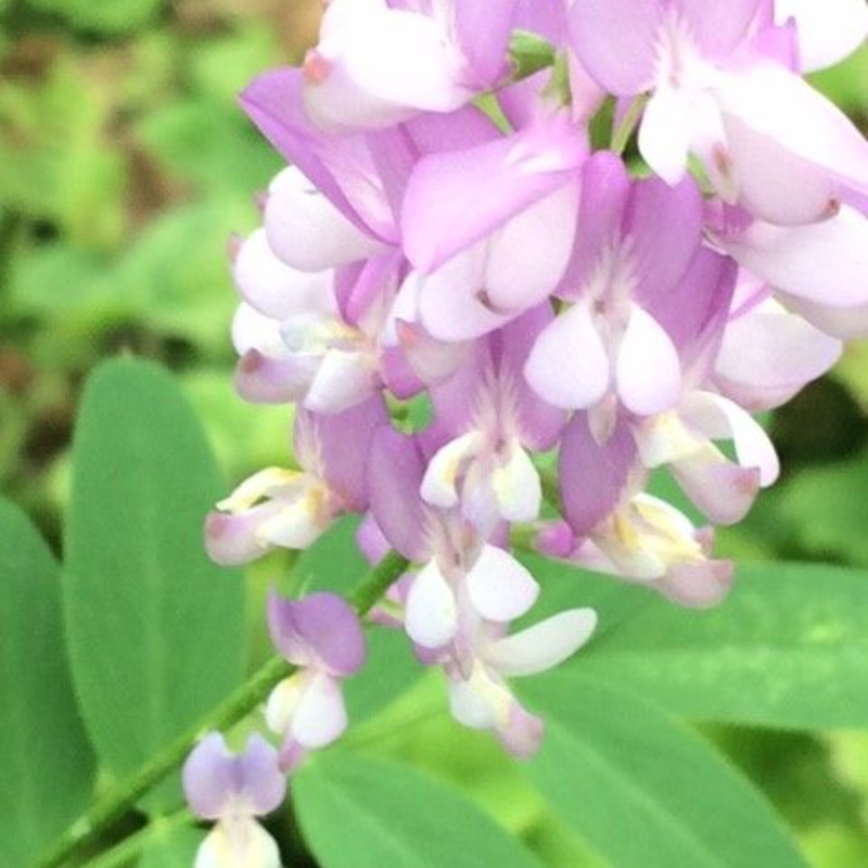 Goat's Rue (Galega officinalis) Plant