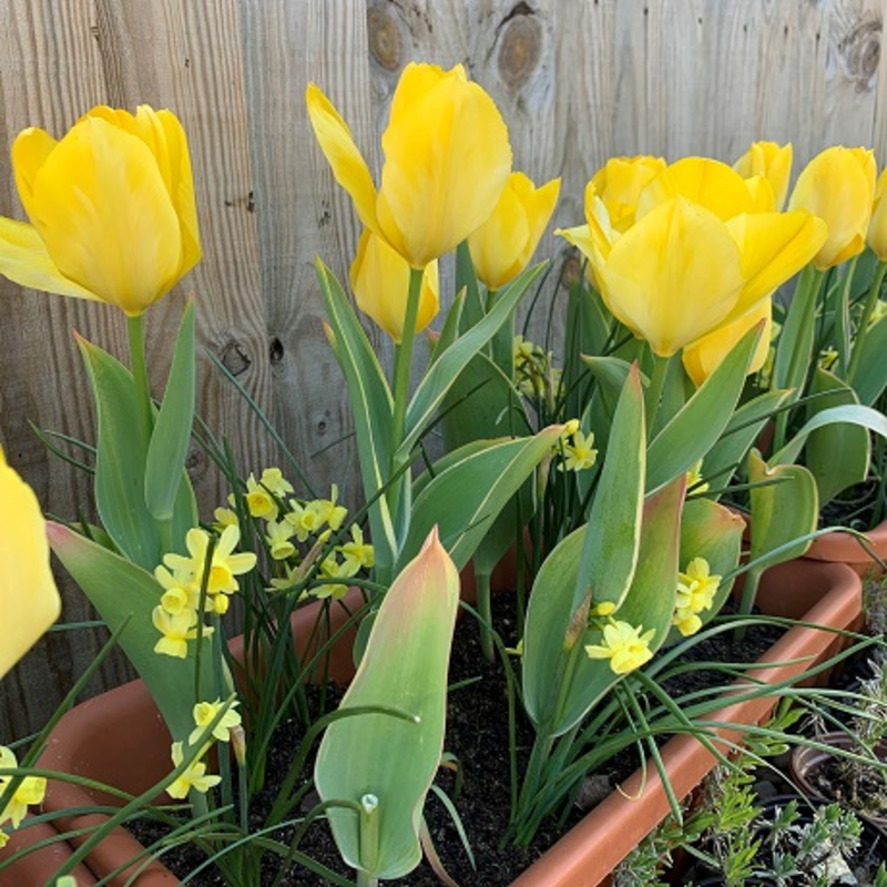 Golden Apeldoorn Tulip Bulbs