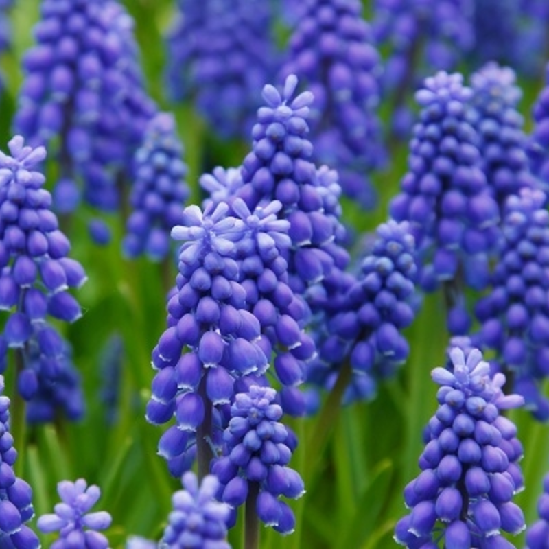 BS Grape Hyacinth Bulbs (Muscari neglectum)