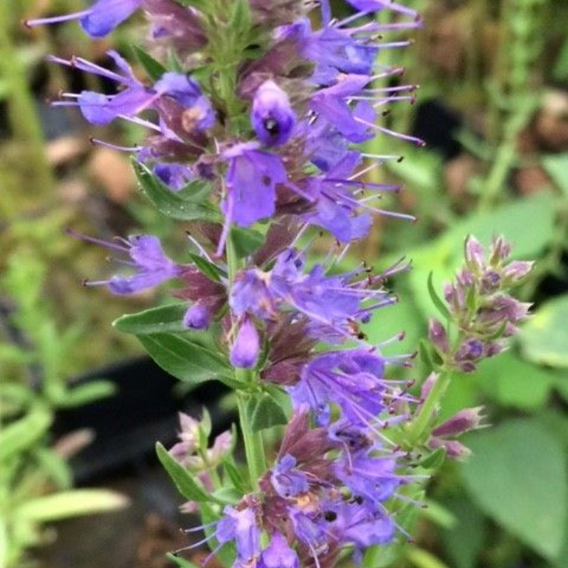 Hyssop (Hyssopus Officinalis) Plant