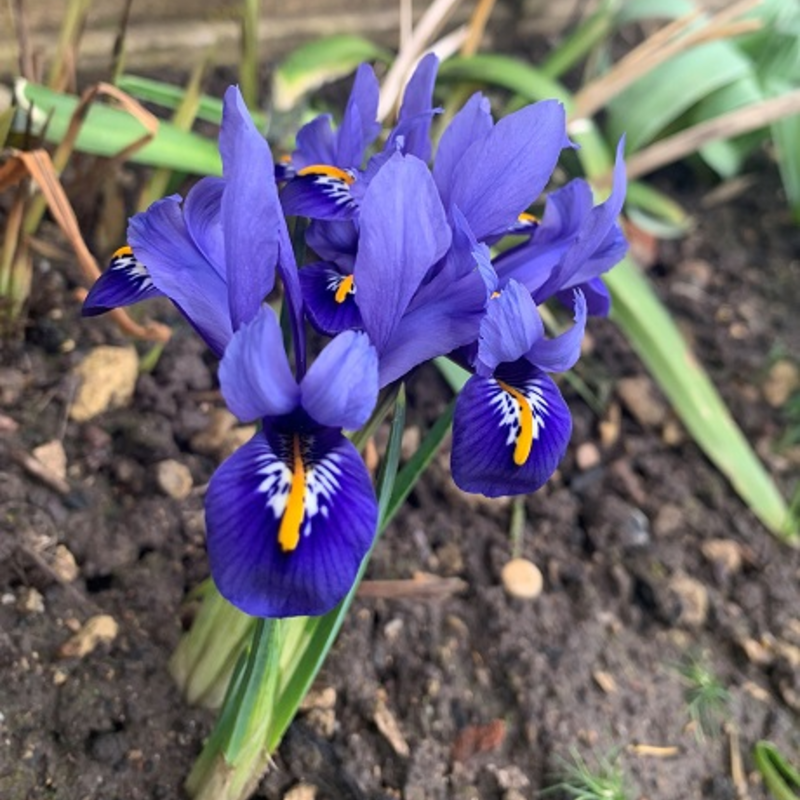 Reticulata (Dwarf) Iris Bulbs