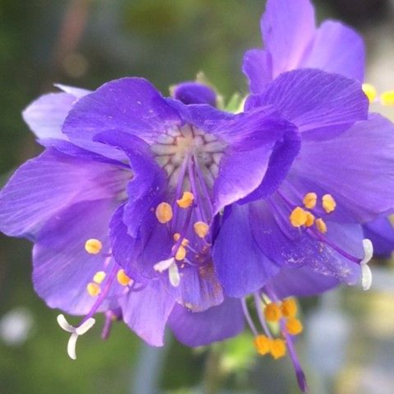 Jacob's Ladder (Polemonium caeruleum) Plant