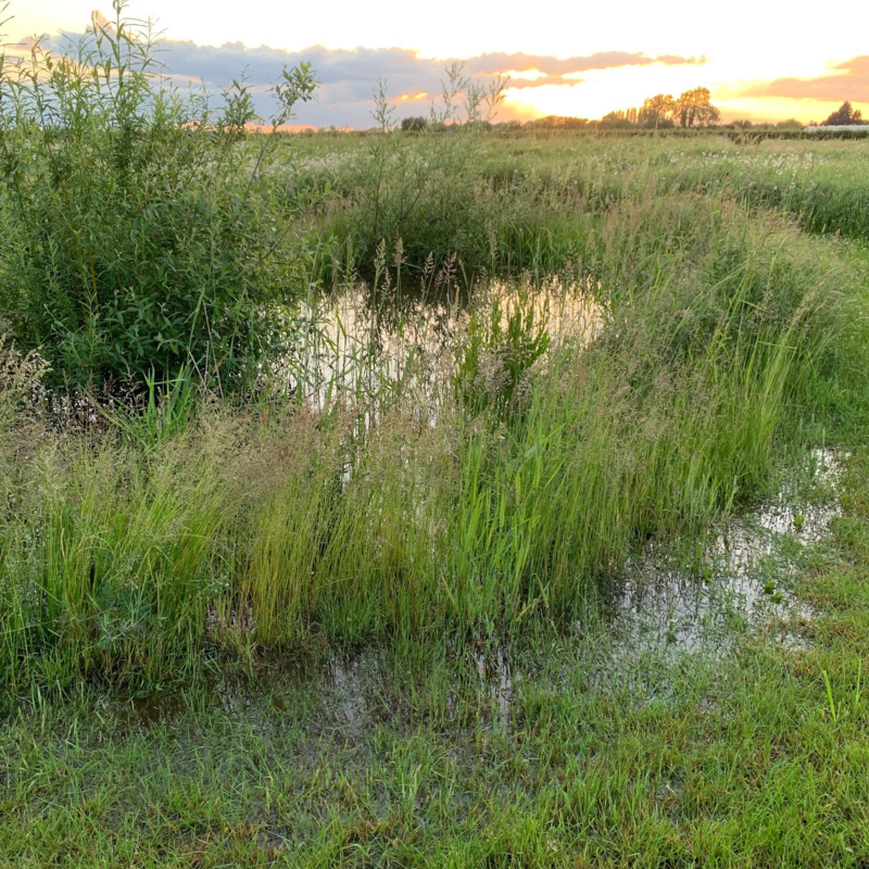 BS Waterlogged and Wet Soils Grass Seed